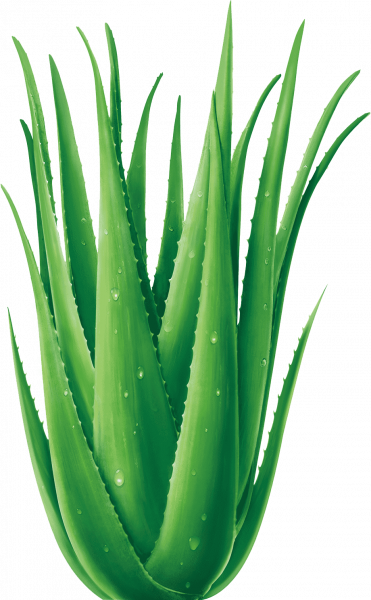 png-transparent-green-plant-illustration-aloe-vera-euclidean-plant-aloe-grass-plant-stem-pay